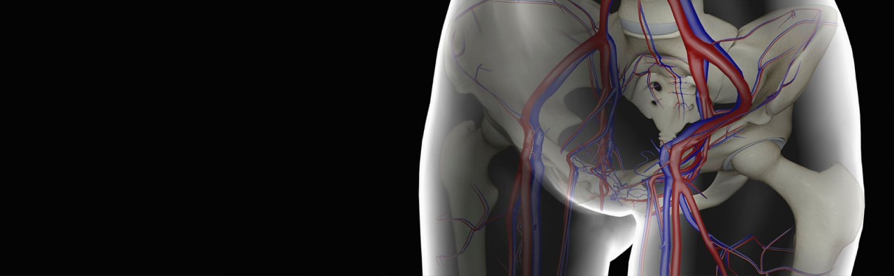 Visualization of veins in human hips