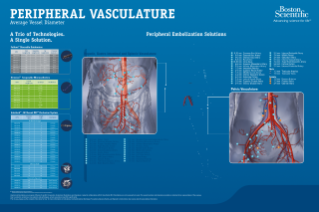 Peripheral Vasculature Average Vessel Diameter